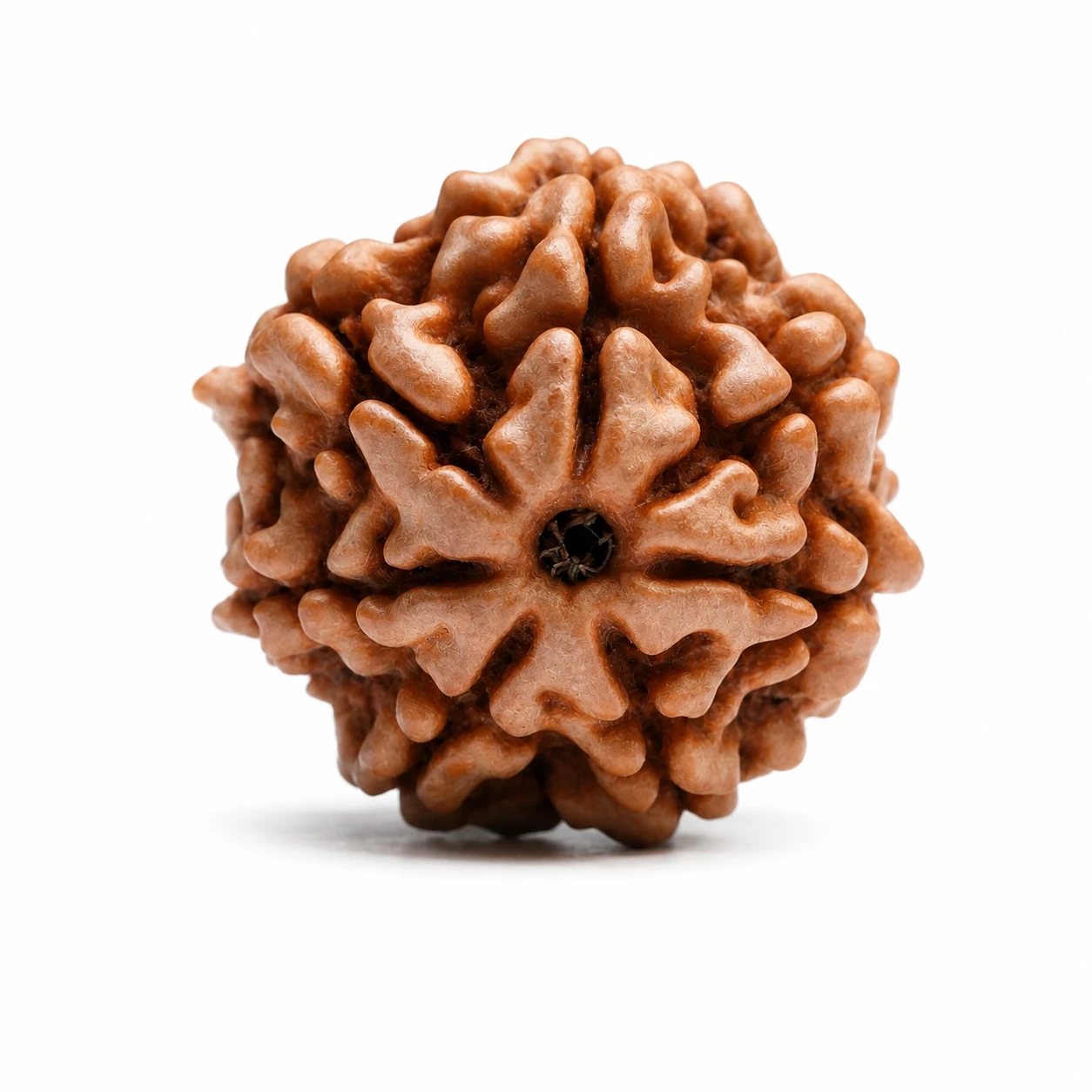 7 Mukhi Rudraksha Menu