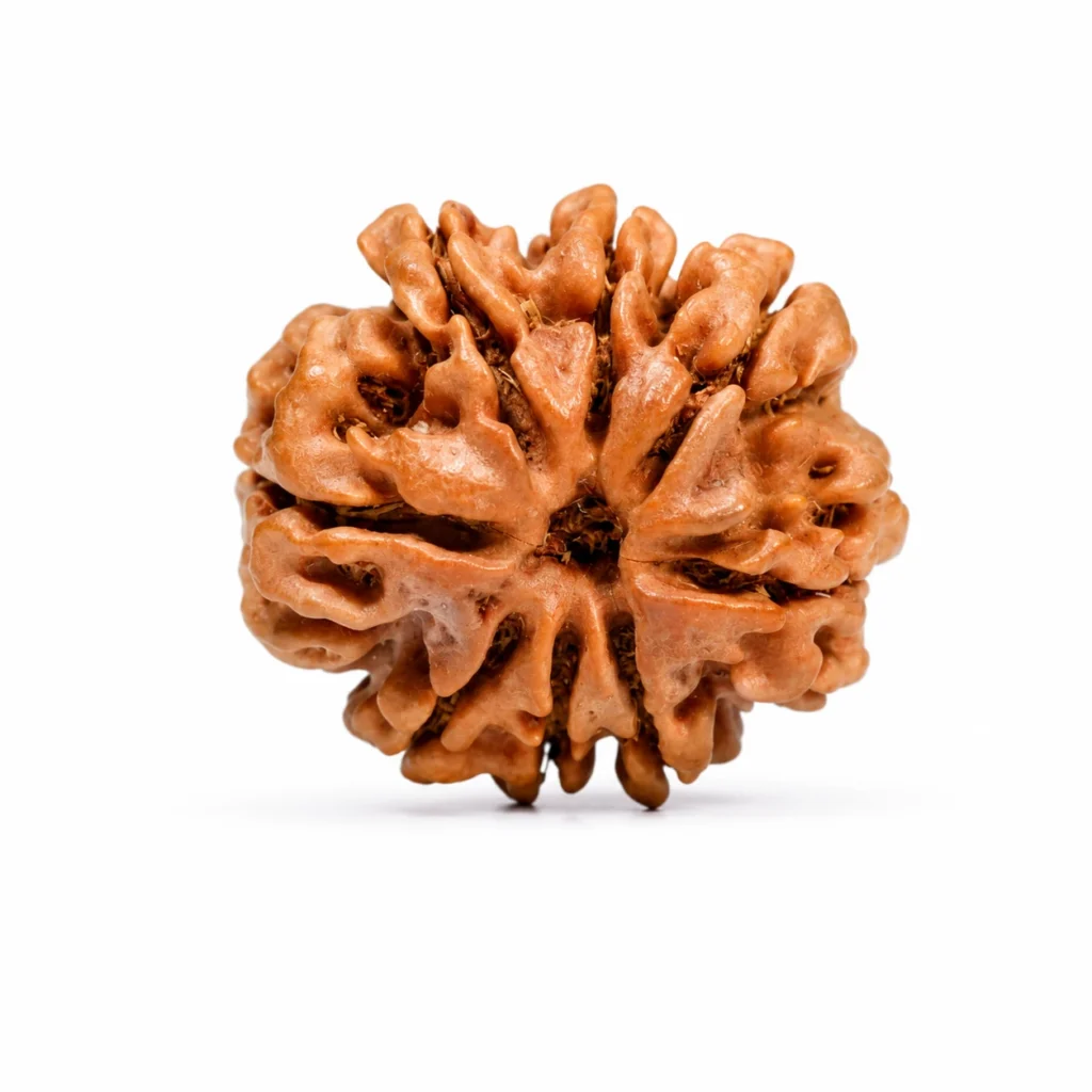 8 Mukhi Rudraksha Menu