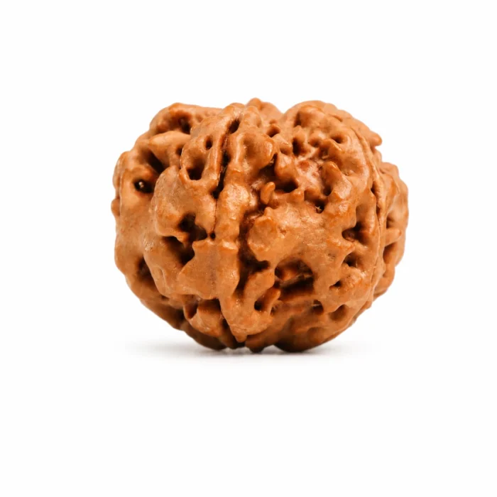 Natural 5 Mukhi Rudraksha