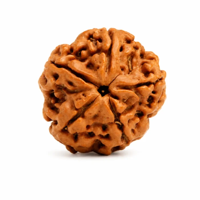Natural 5 Mukhi Rudraksha