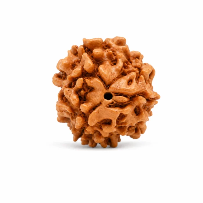 Natural 3 Mukhi Rudraksha