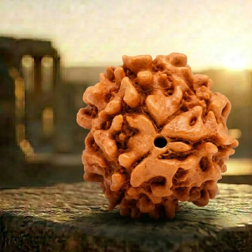 3 Mukhi Rudraksha with background