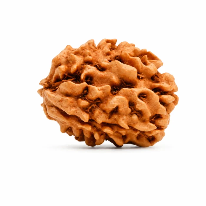 Natural 3 Mukhi Rudraksha