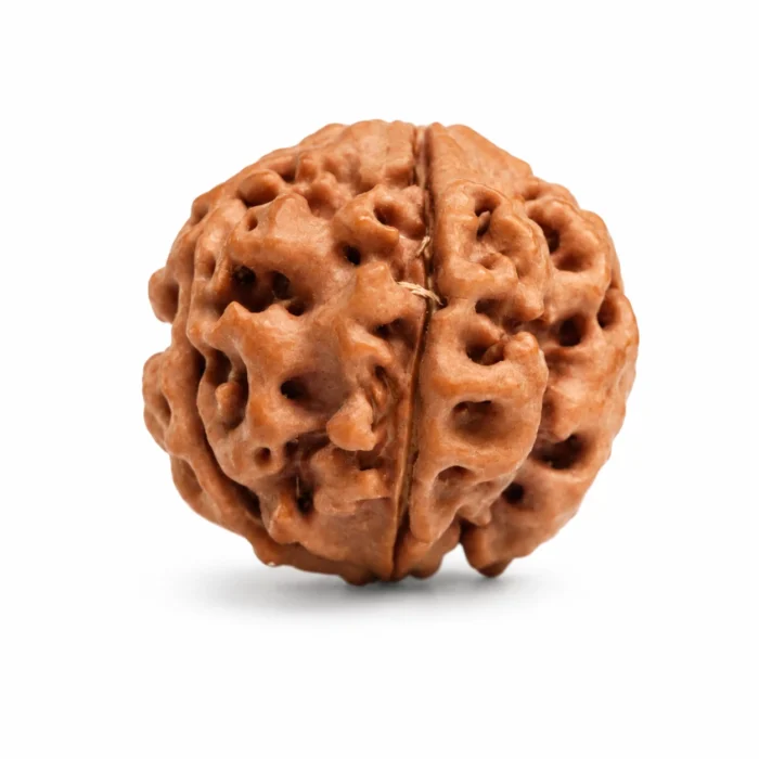 Natural 4 Mukhi Rudraksha