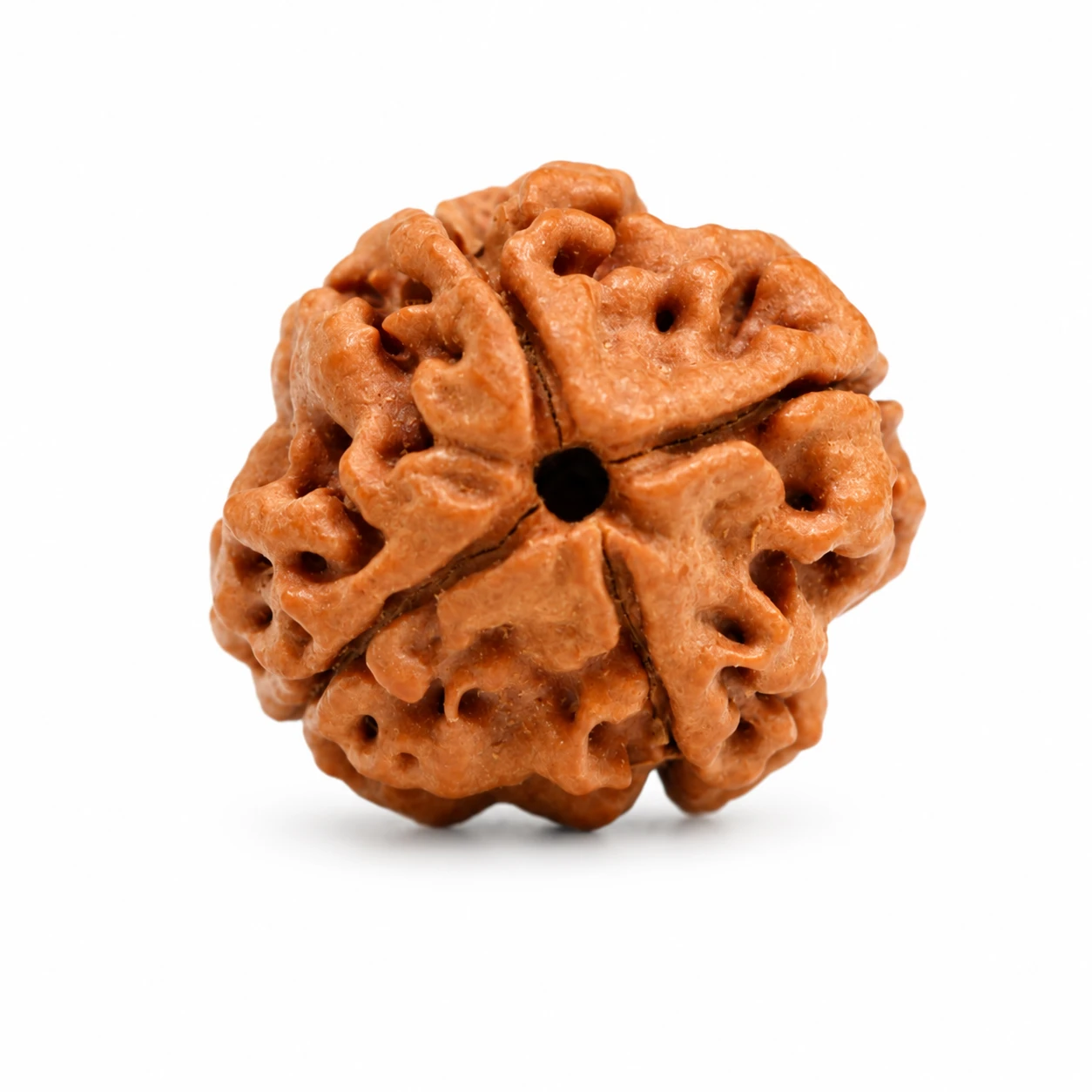 4 Mukhi Rudraksha