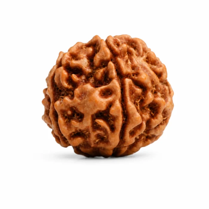 Natural 6 Mukhi Rudraksha