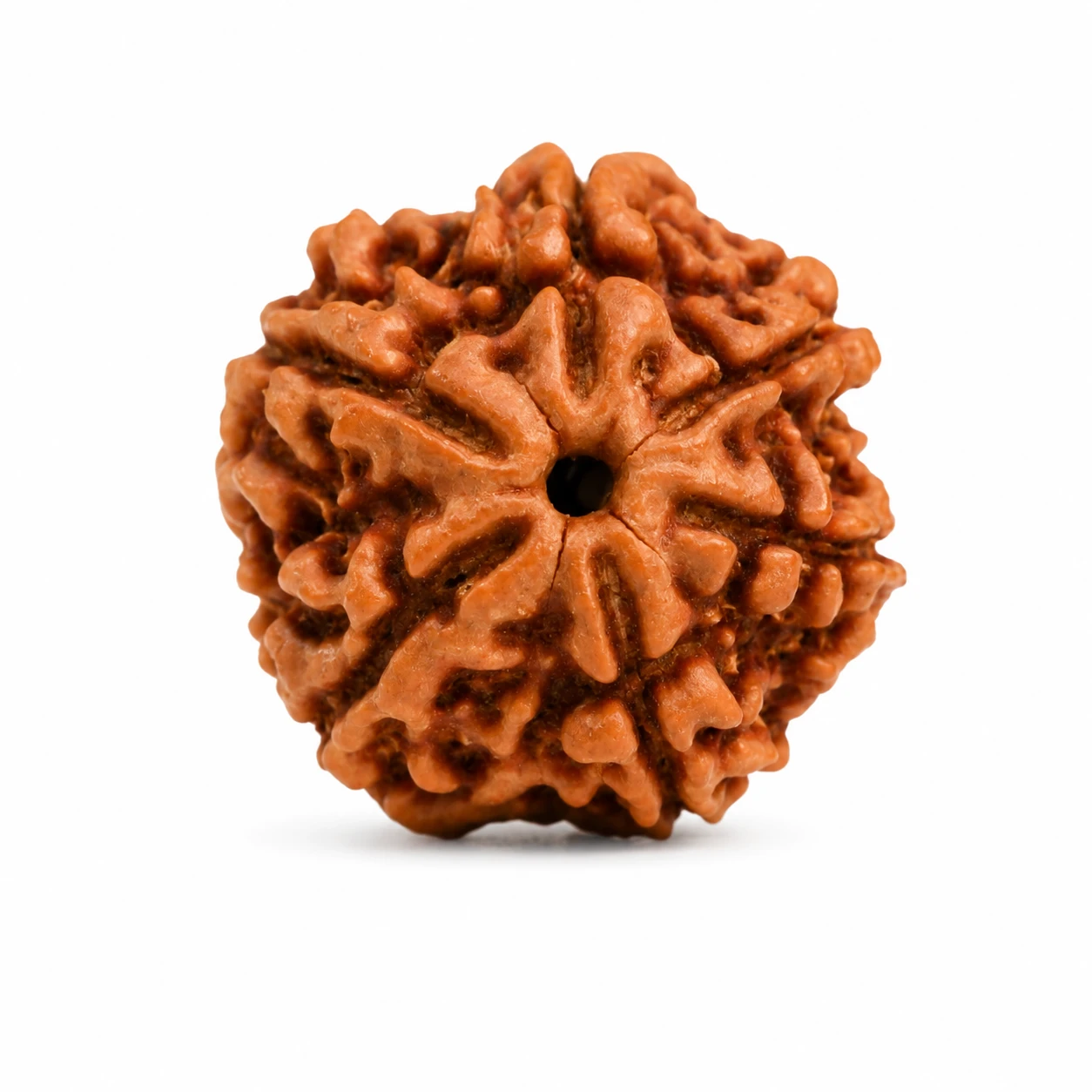 6 Mukhi Rudraksha