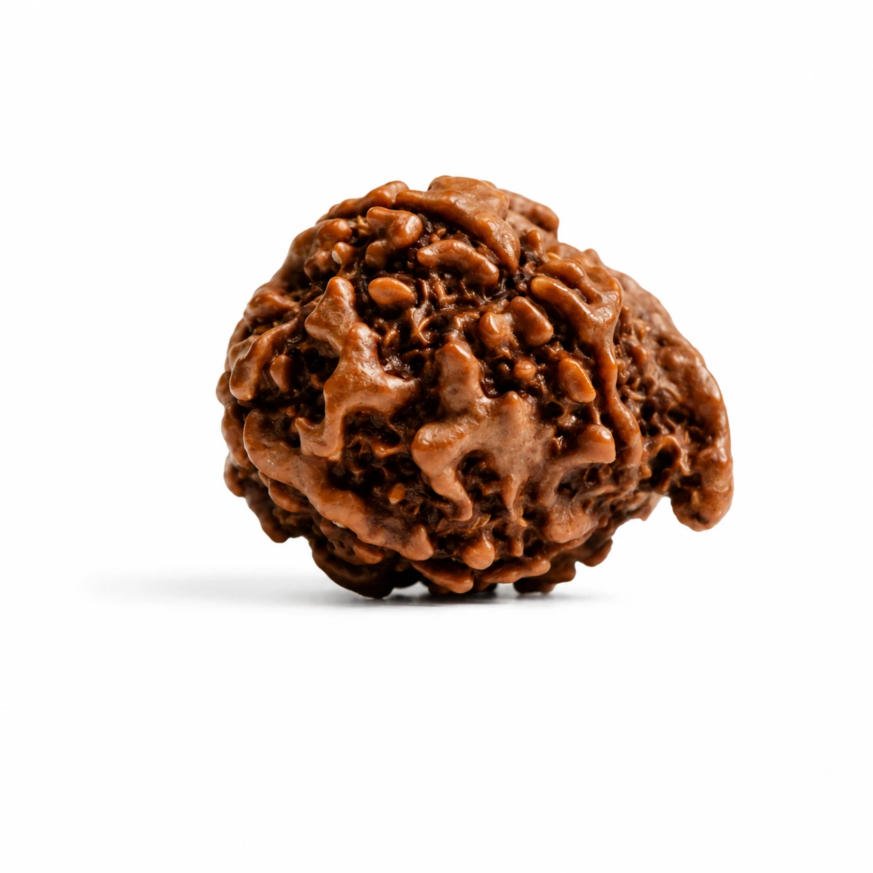 Ganesh Rudraksha original bead Nepal