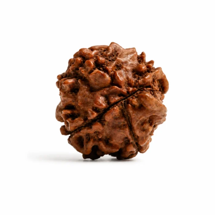 Original Ganesh Rudraksha Online – 100% Original for Wealth & Luck