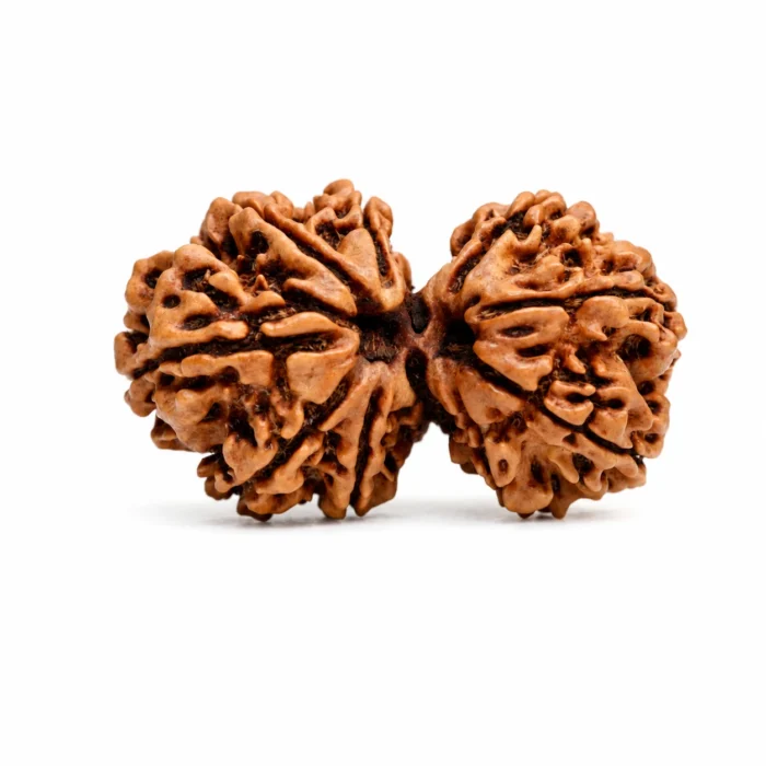 Natural GAURI SHANKAR Rudraksha for Relationship Balance & Positivity