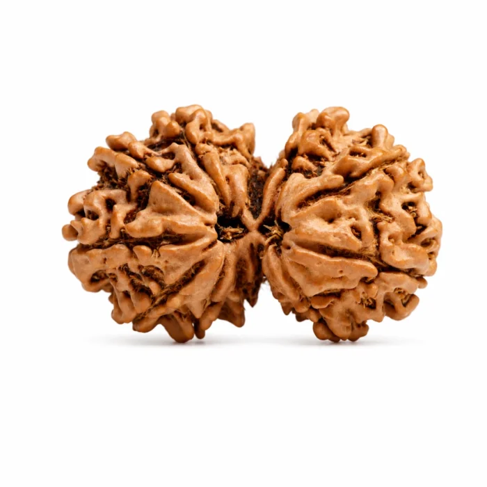 Natural Gauri Shankar Rudraksha for Love, Harmony & Spiritual Growth