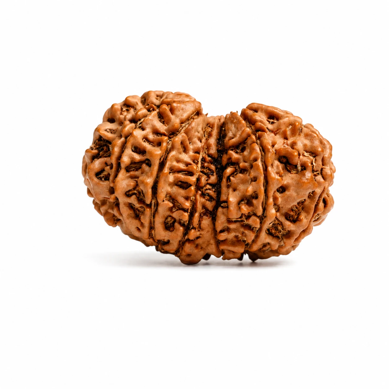 Natural Nepali Gauri Shankar Rudraksha sides