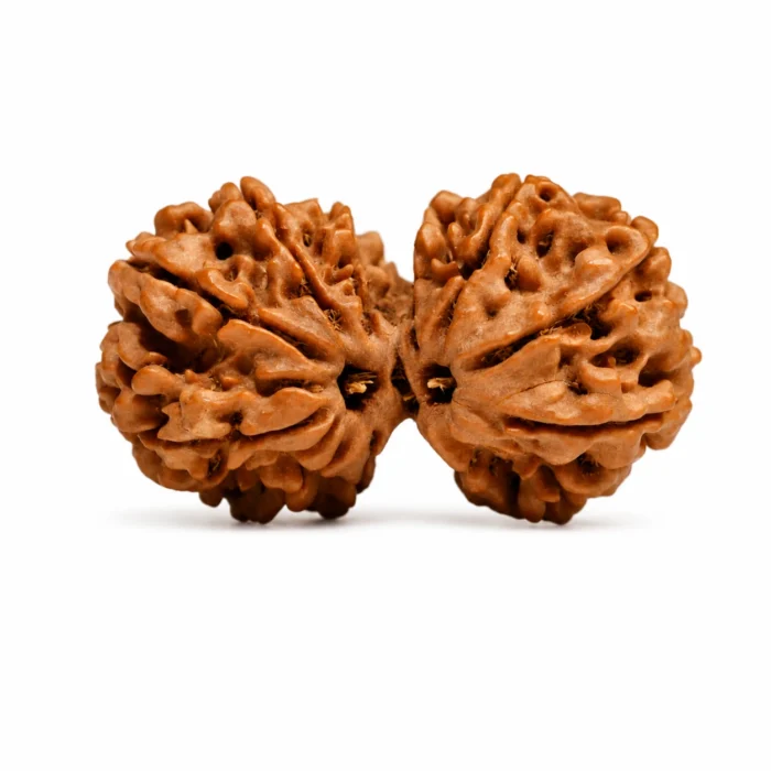 Natural Nepali Gauri Shankar Rudraksha for Emotional Balance & Inner Peace