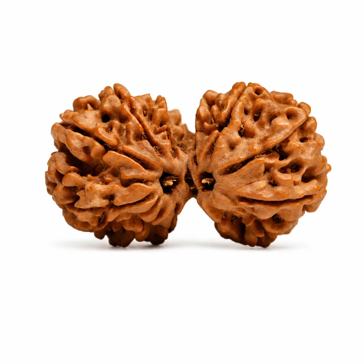 Natural Gauri Shankar Rudraksha