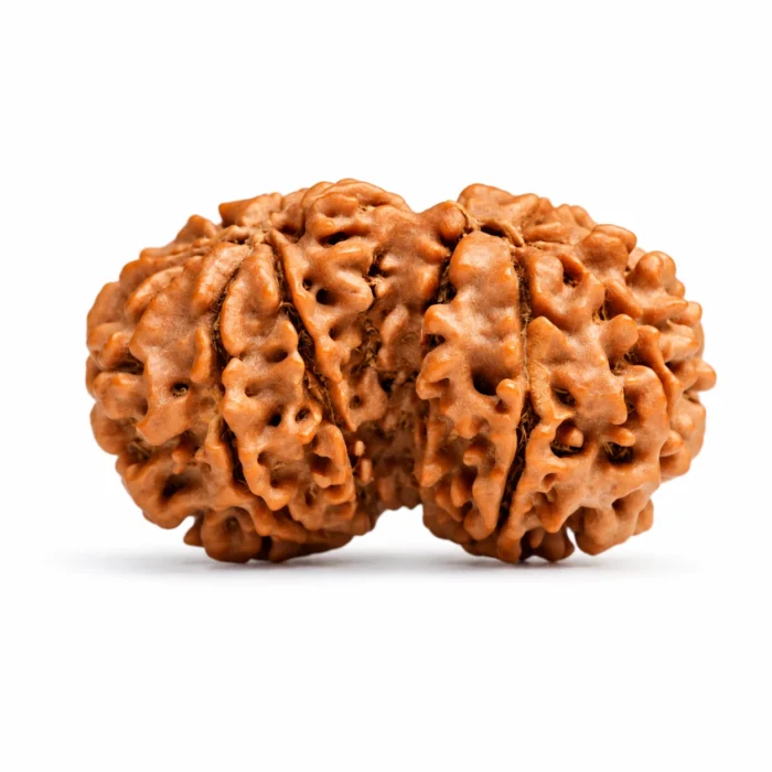 Natural Nepali Gauri Shankar Rudraksha for Emotional Balance & Inner Peace