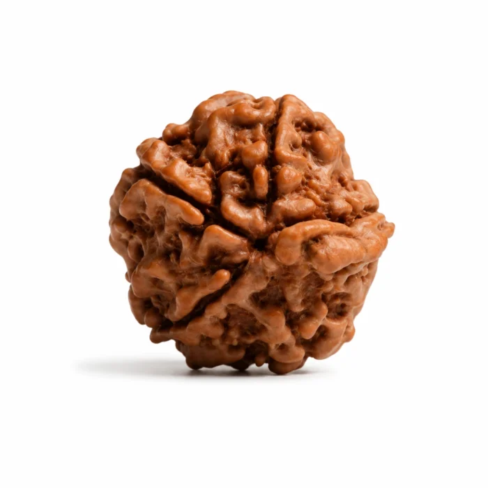 Natural Nepali Ganesh Rudraksha for Wisdom, Success & Positivity