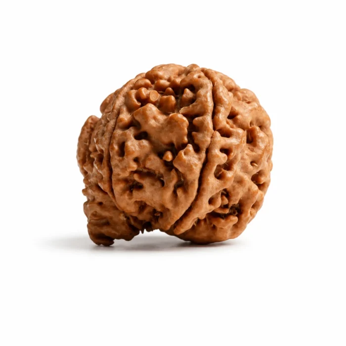 Premium Certified Ganesh Rudraksha for Prosperity & New Beginnings
