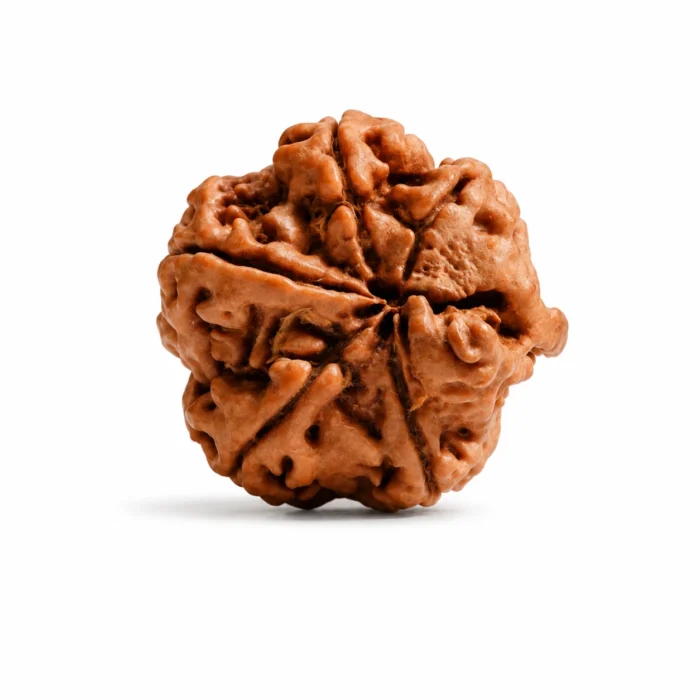 Premium Certified Ganesh Rudraksha for Prosperity & New Beginnings