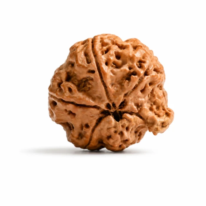 Certified Ganesh Rudraksha for Good Fortune, Success & Inner Strength