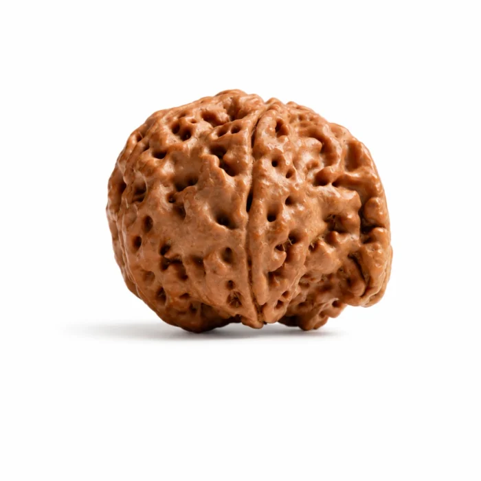 Certified Ganesh Rudraksha for Good Fortune, Success & Inner Strength