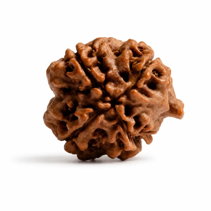 Natural Ganesh Rudraksha for Obstacles Removal & Positive Energy
