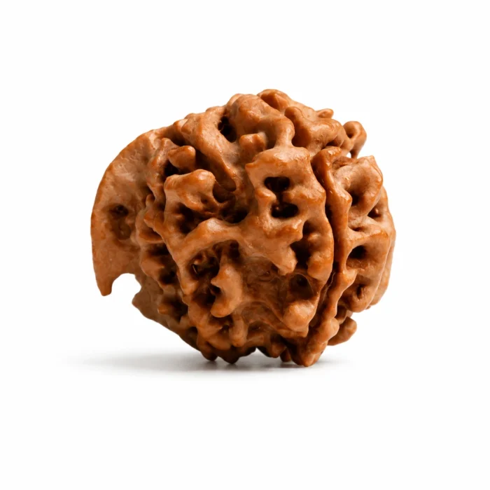 Natural Ganesh Rudraksha for Obstacles Removal & Positive Energy