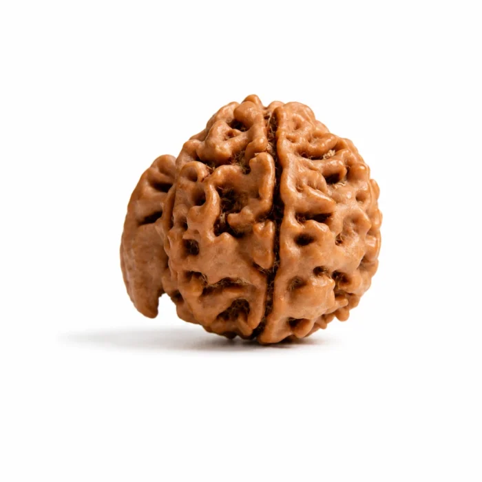 Original Nepal Origin Ganesh Rudraksha for Wisdom & Spiritual Growth