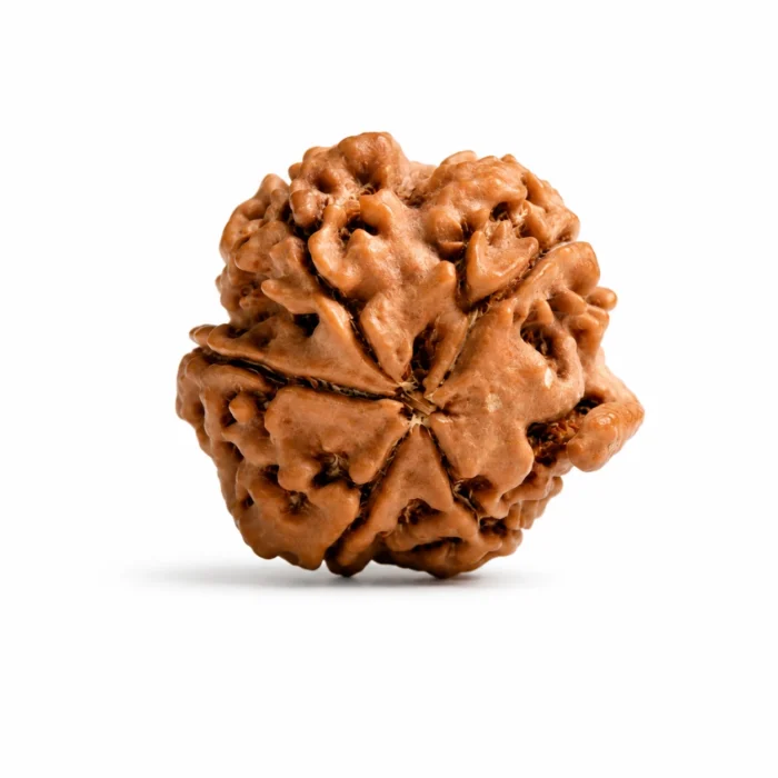 Original Nepal Origin Ganesh Rudraksha for Wisdom & Spiritual Growth