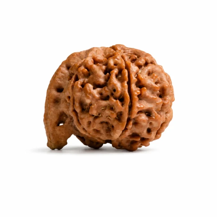 Original Ganesh Rudraksha for Success & Divine Blessings
