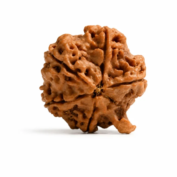 Original Ganesh Rudraksha for Success & Divine Blessings