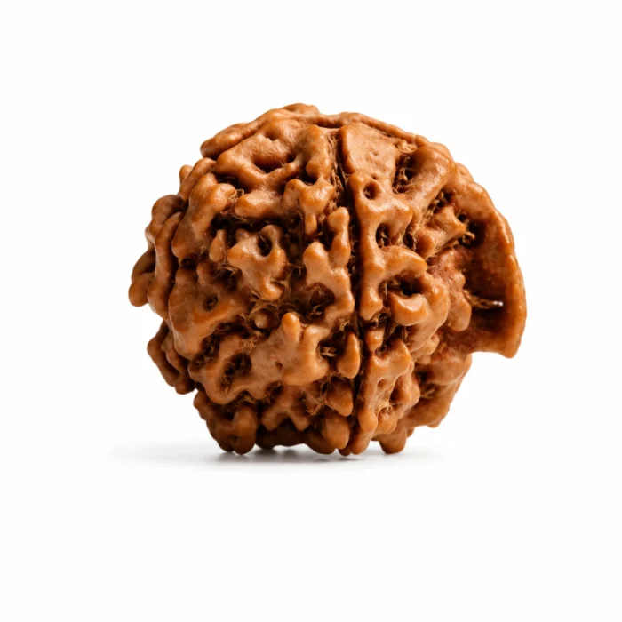 Certified Original Ganesh Rudraksha for Success and Positive Energy