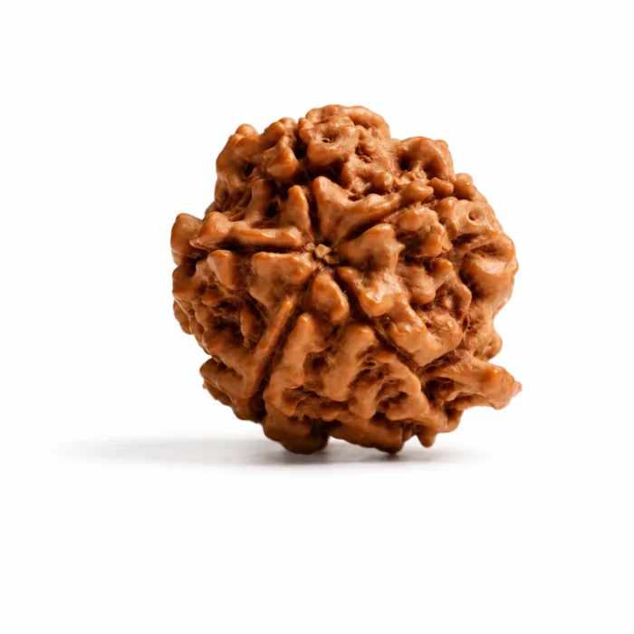 Certified Original Ganesh Rudraksha for Success and Positive Energy