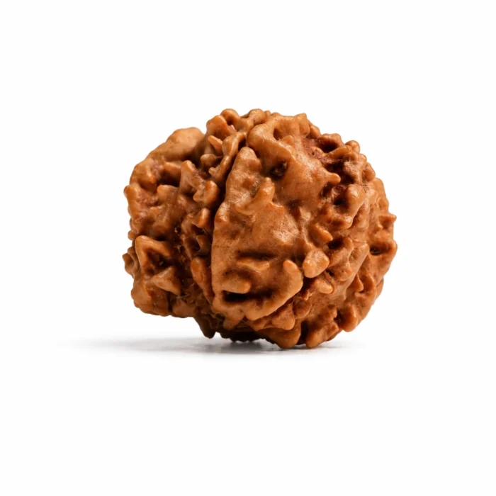 Natural Original Ganesh Rudraksha for Prosperity, Success