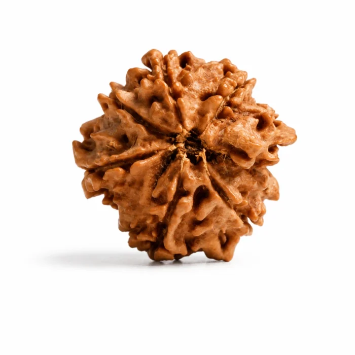 Natural Original Ganesh Rudraksha for Prosperity, Success