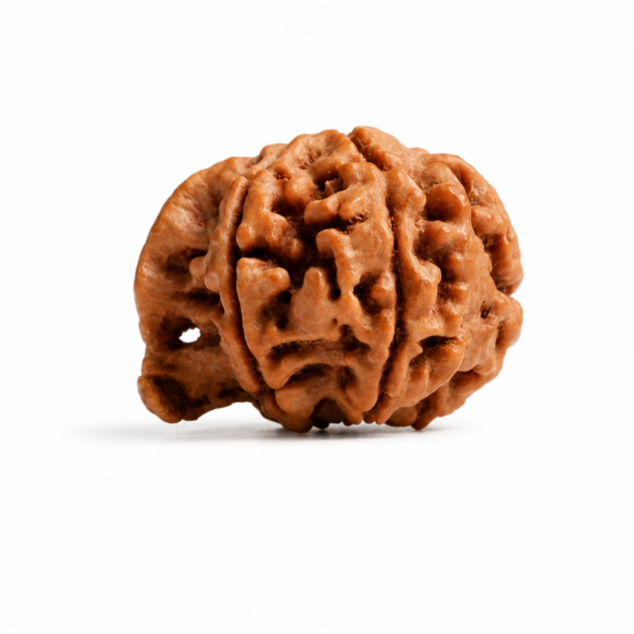 Authentic Ganesh Rudraksha Bead for Prosperity, Success