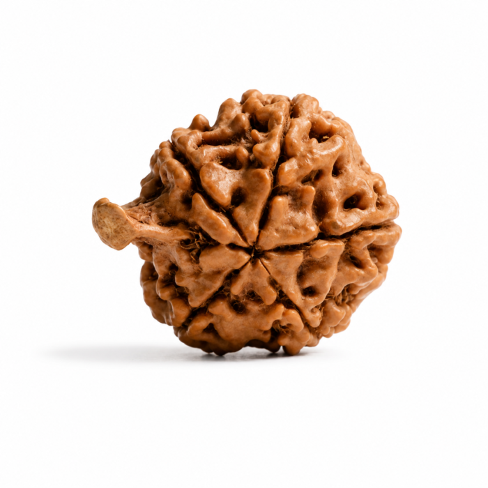 Authentic Ganesh Rudraksha Bead for Prosperity, Success