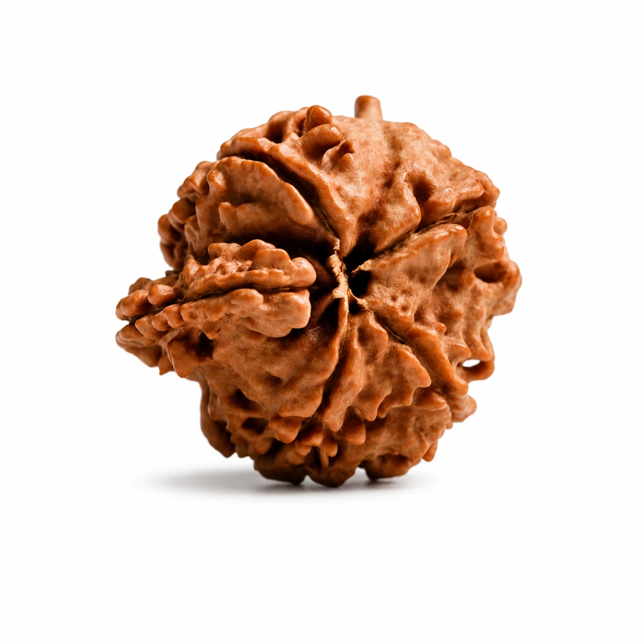 lab-certified Original Ganesh Rudraksha top view