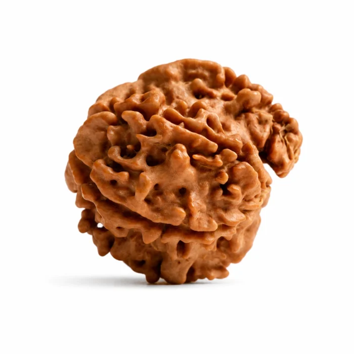 Original Ganesh Rudraksha for Prosperity & Confidence