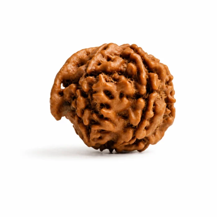 Natural Ganesh Rudraksha for Wealth & Positivity