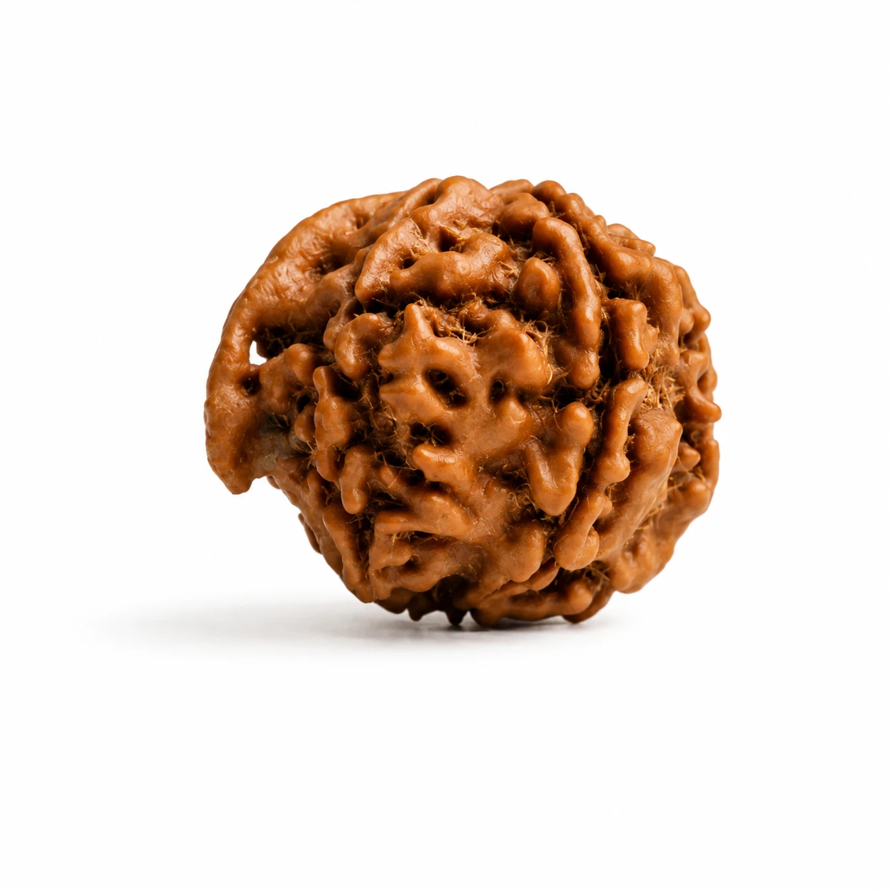 Natural Ganesh Rudraksha