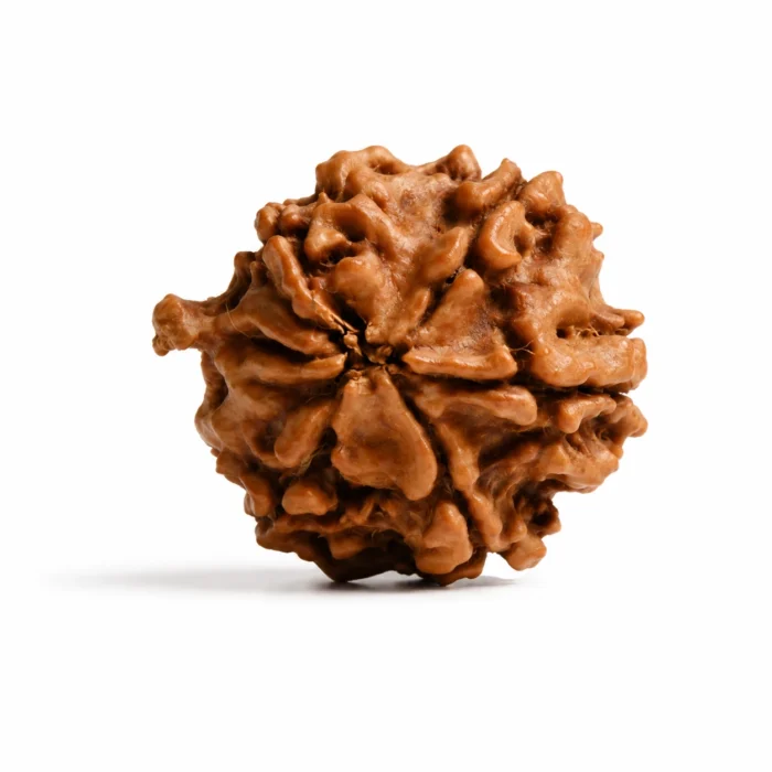 Natural Ganesh Rudraksha for Wealth & Positivity