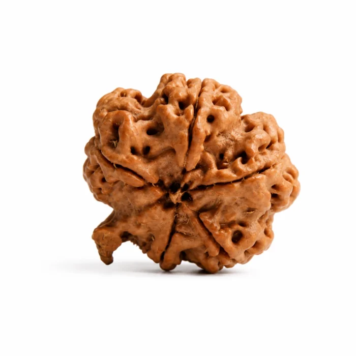 Premium Ganesh Rudraksha  for Happiness & Positive Energy