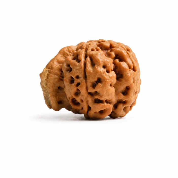 Premium Ganesh Rudraksha  for Happiness & Positive Energy