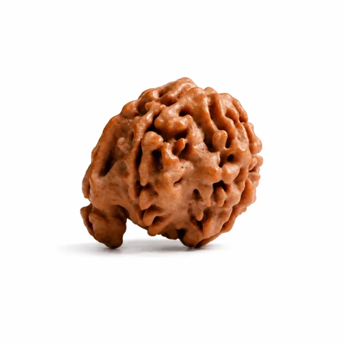 Natural Ganesh Rudraksha for Peace, Balance & Mindful Living