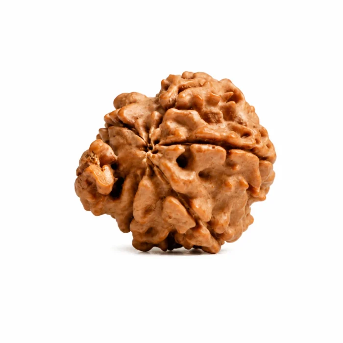 Natural Ganesh Rudraksha for Peace, Balance & Mindful Living