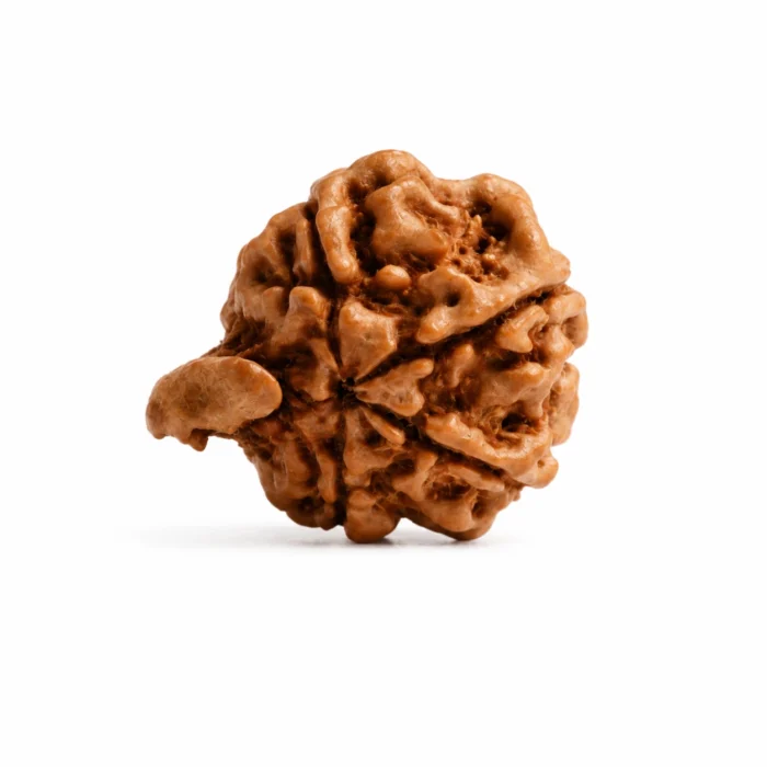 Natural Ganesh Rudraksha for Wealth, Happiness & Spiritual Balance