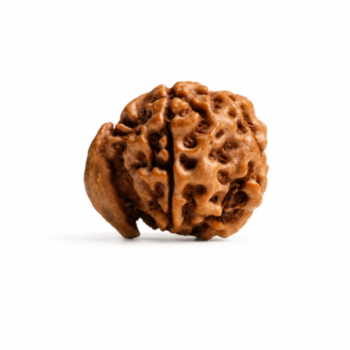 Natural Ganesh Rudraksha for Wealth, Happiness & Spiritual Balance