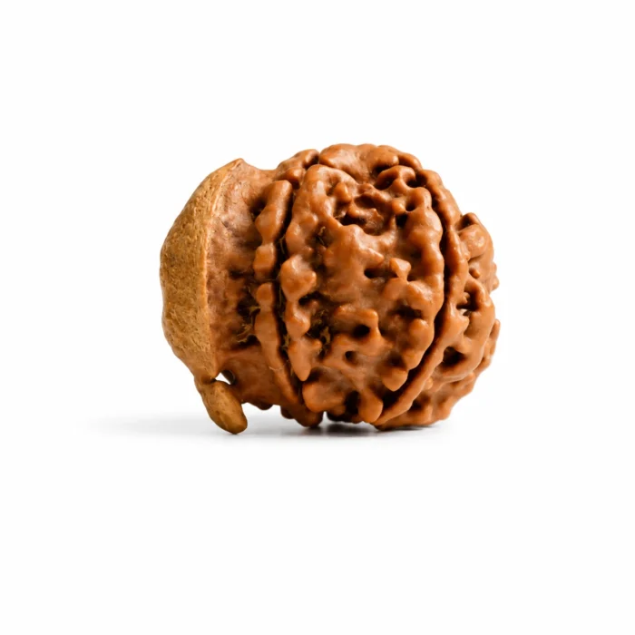 Original Ganesh Rudraksha – Natural & Certified