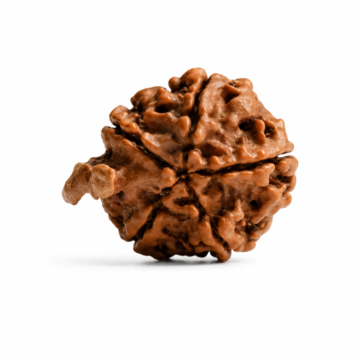 Ganesh Rudraksha top view