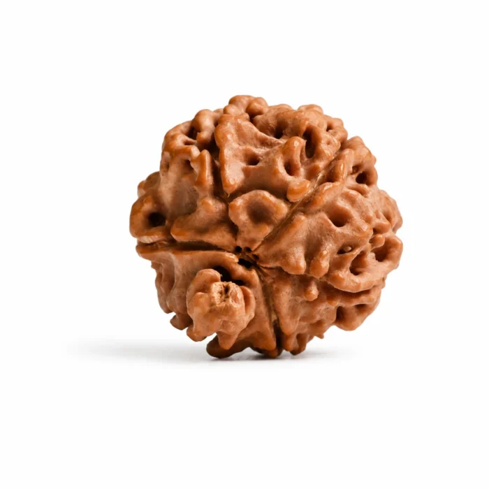 Natural Ganesh Rudraksha – Authentic Bead for Prosperity